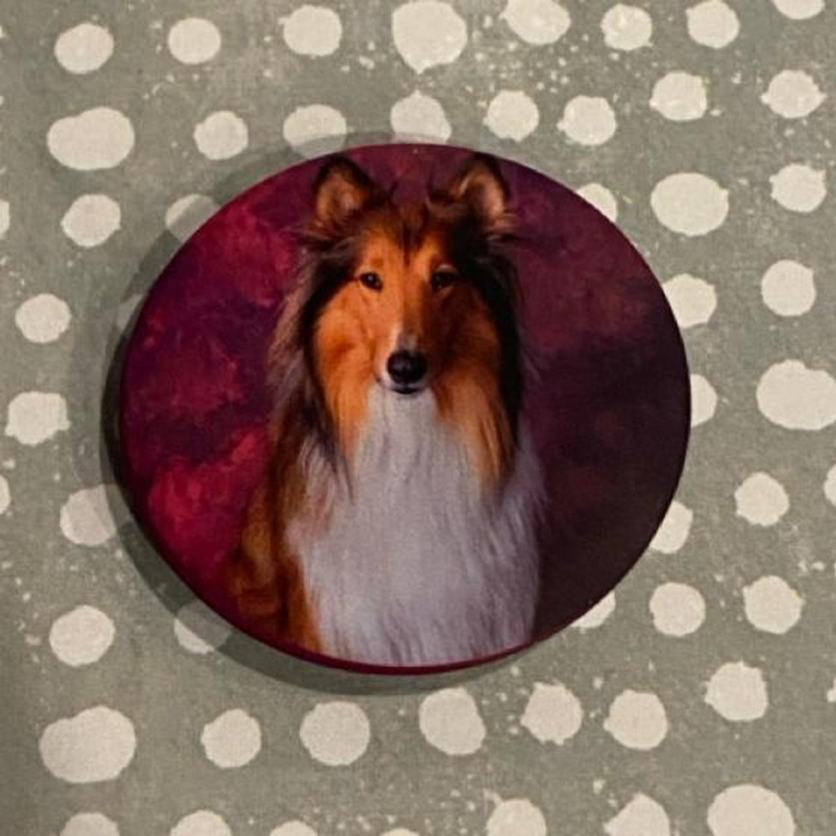 Collie 🐶🐾